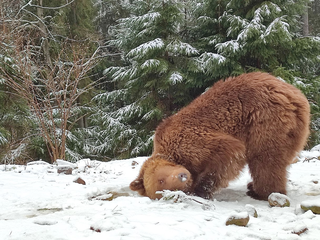 Новий Рік 2026, Закарпаття